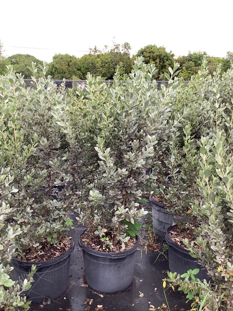 conocarpus-erectus-sericeus-silver-buttonwood