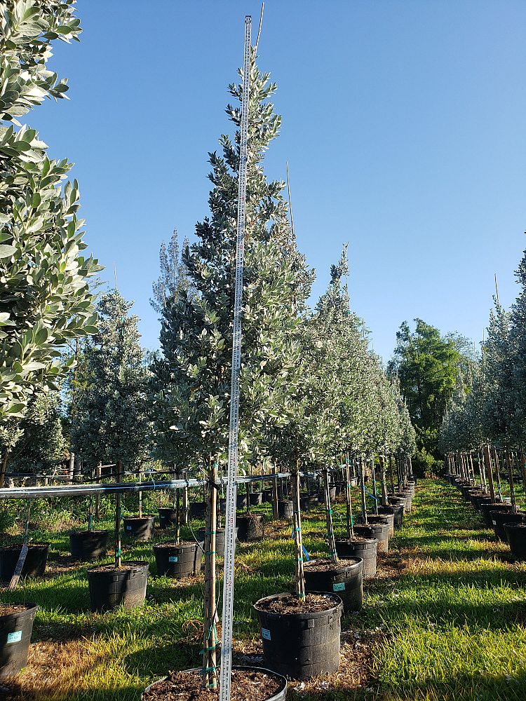 conocarpus-erectus-sericeus-silver-buttonwood