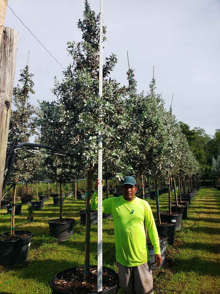 conocarpus-erectus-sericeus-silver-buttonwood