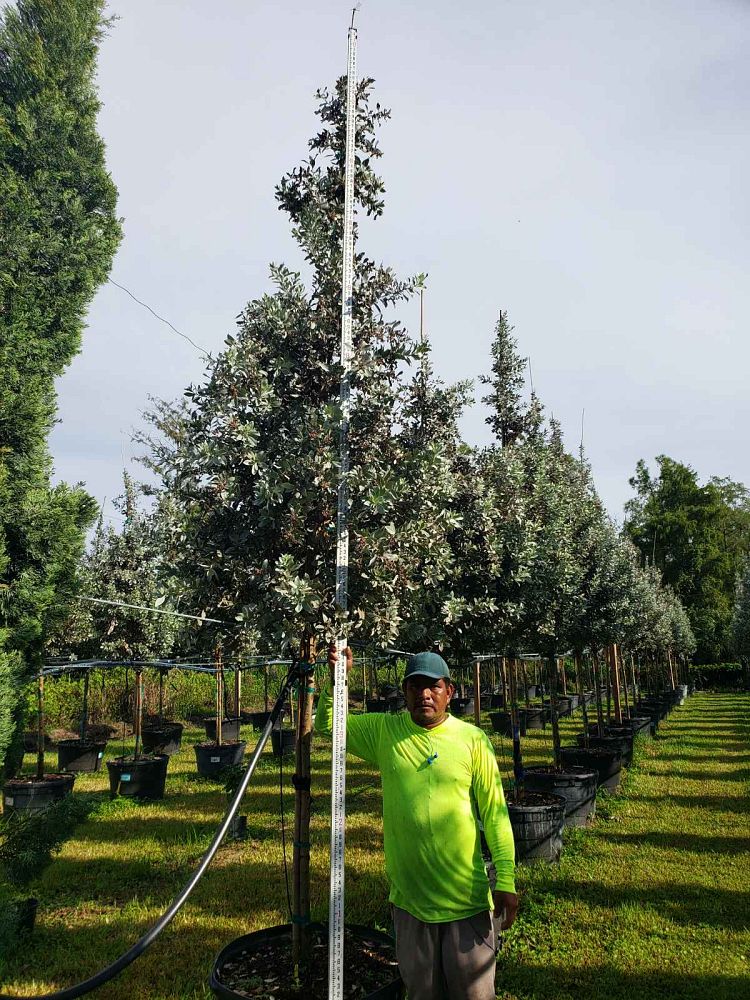 conocarpus-erectus-sericeus-silver-buttonwood