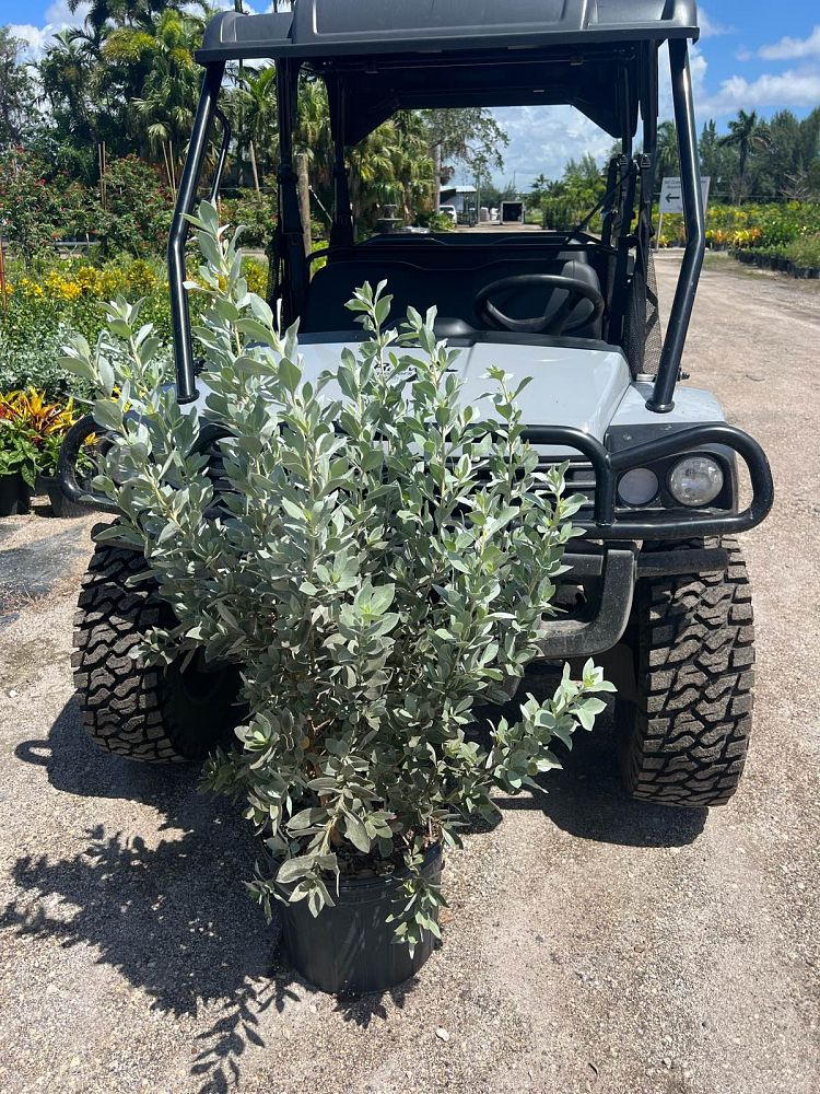 conocarpus-erectus-sericeus-silver-buttonwood