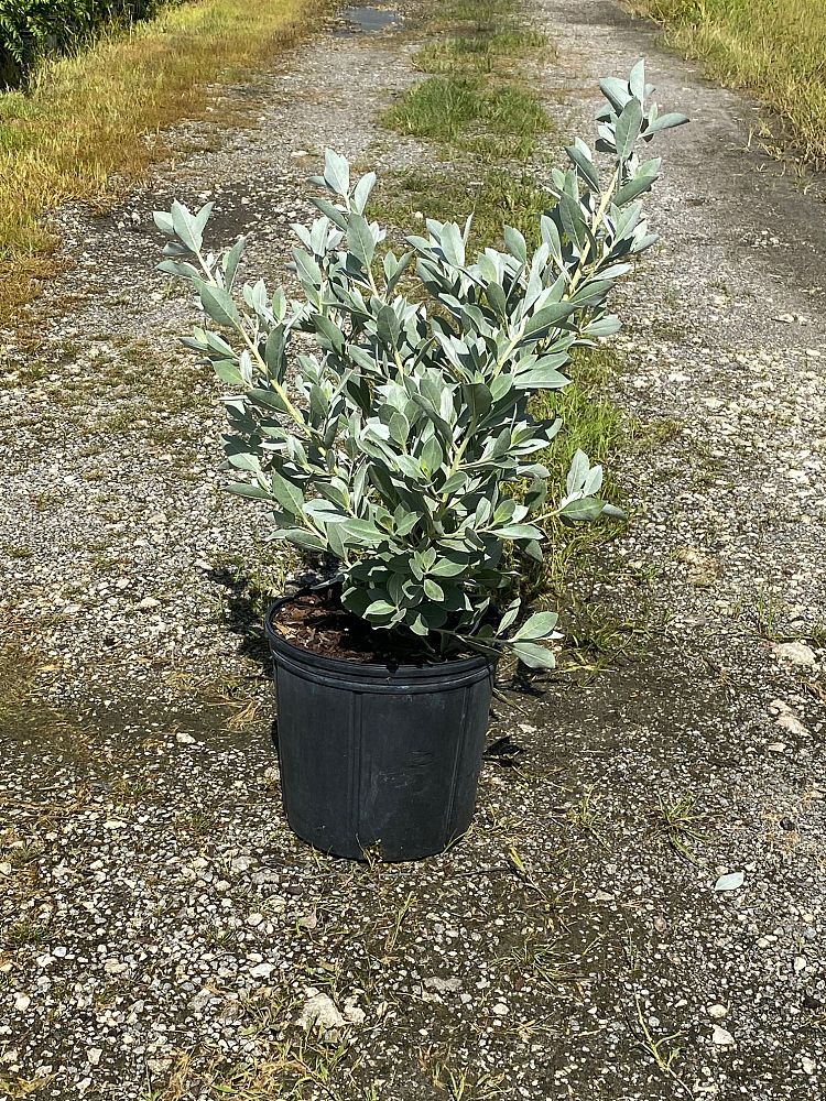 conocarpus-erectus-sericeus-silver-buttonwood