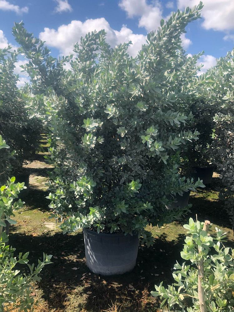 conocarpus-erectus-sericeus-silver-buttonwood