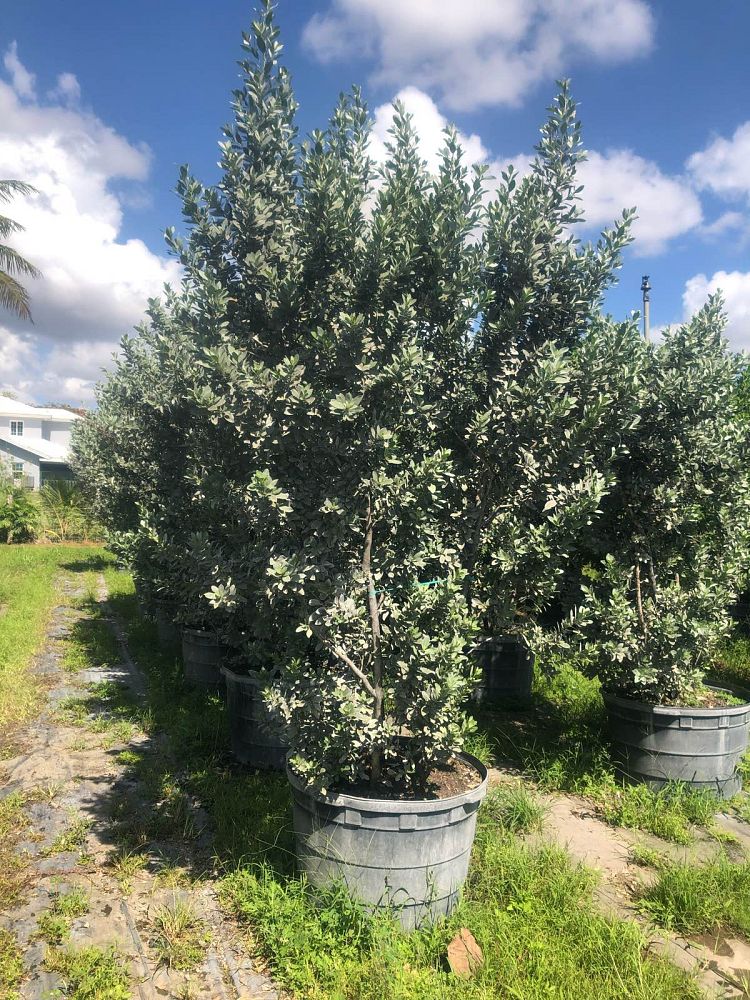 conocarpus-erectus-sericeus-silver-buttonwood
