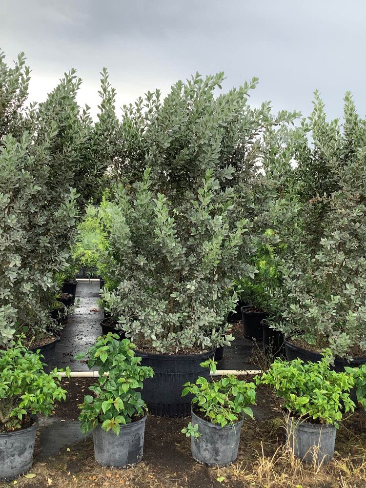 conocarpus-erectus-sericeus-silver-buttonwood