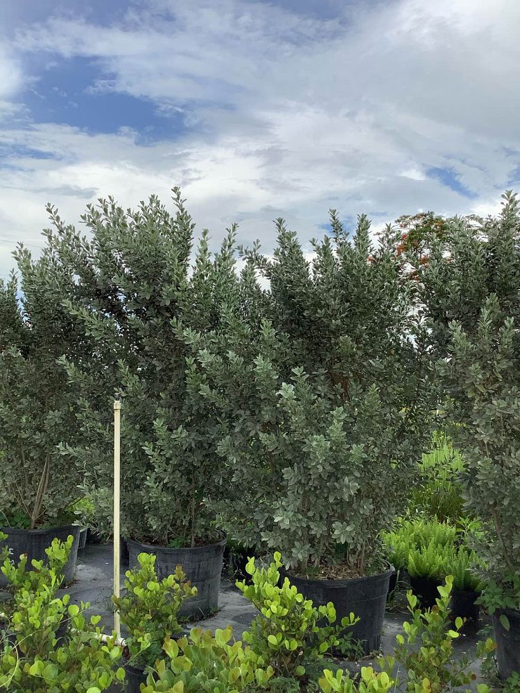 conocarpus-erectus-sericeus-silver-buttonwood