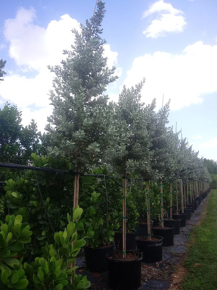 conocarpus-erectus-sericeus-silver-buttonwood