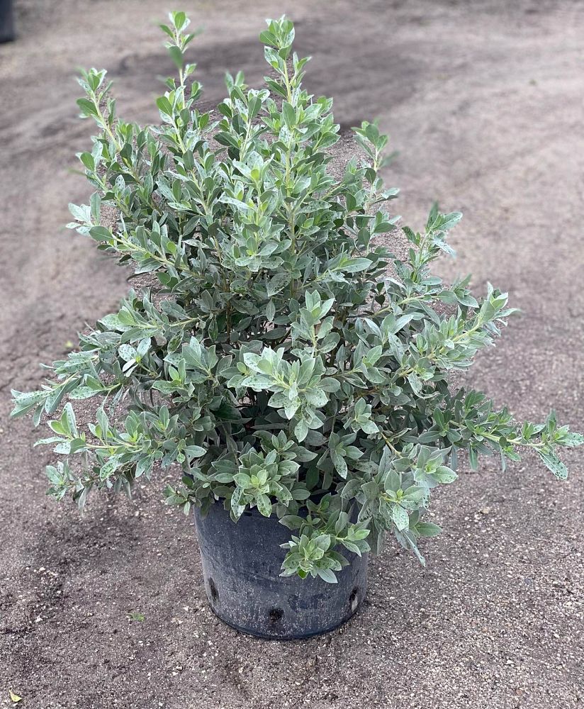 conocarpus-erectus-sericeus-silver-buttonwood