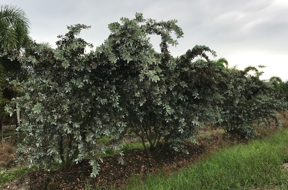 conocarpus-erectus-sericeus-silver-buttonwood