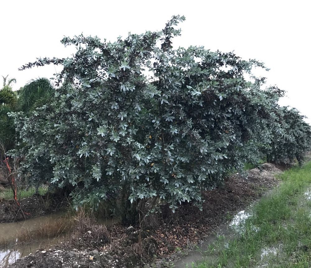 conocarpus-erectus-sericeus-silver-buttonwood