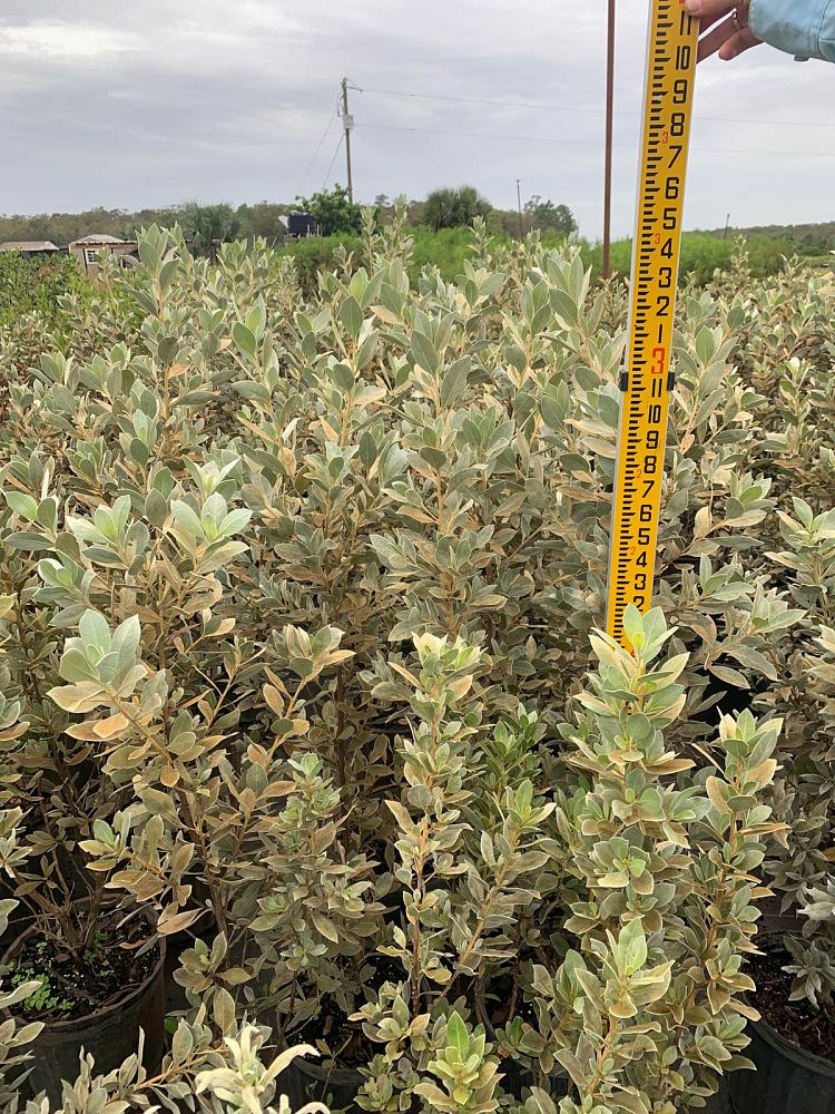 conocarpus-erectus-sericeus-silver-buttonwood