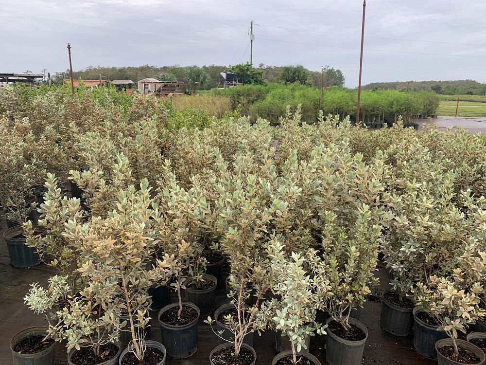 conocarpus-erectus-sericeus-silver-buttonwood