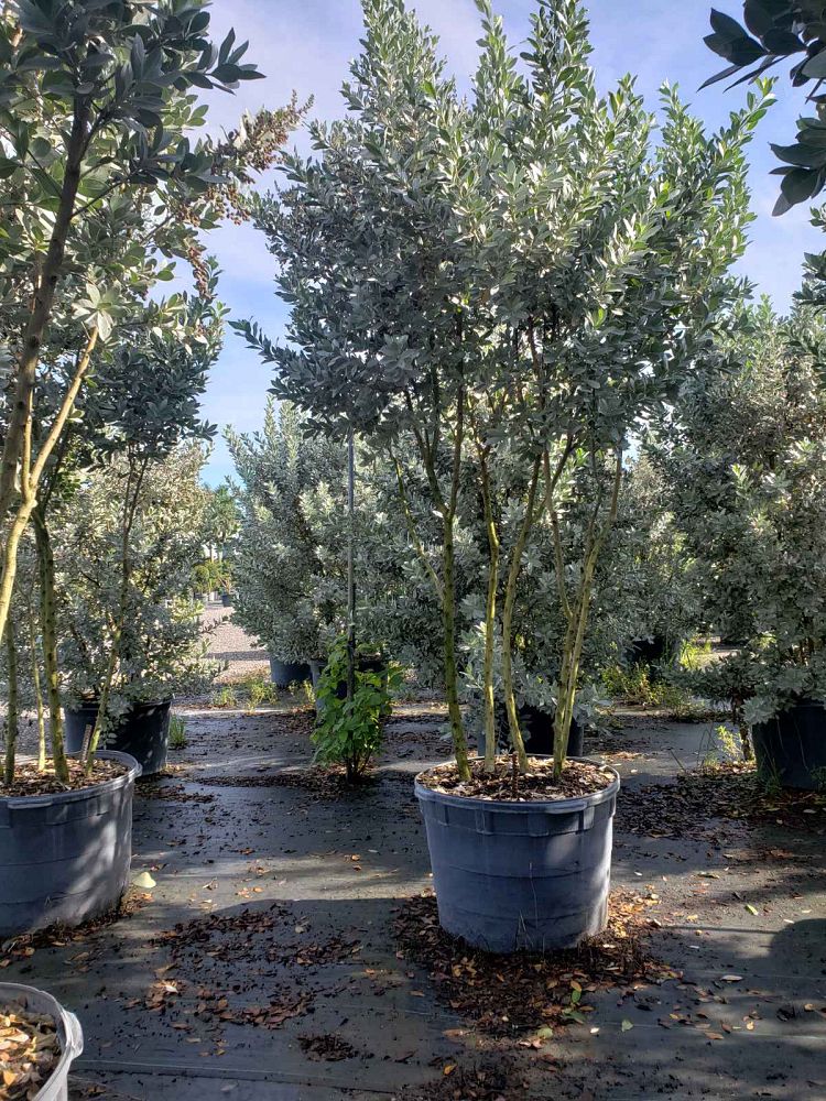 conocarpus-erectus-sericeus-silver-buttonwood