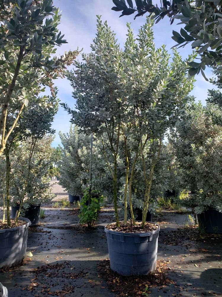 conocarpus-erectus-sericeus-silver-buttonwood