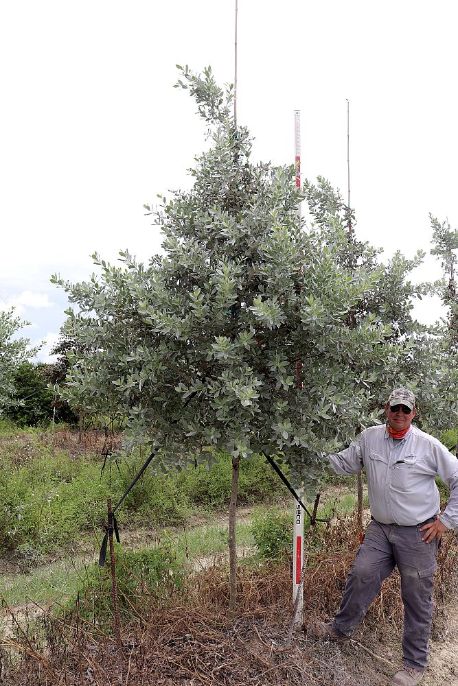 conocarpus-erectus-sericeus-silver-buttonwood