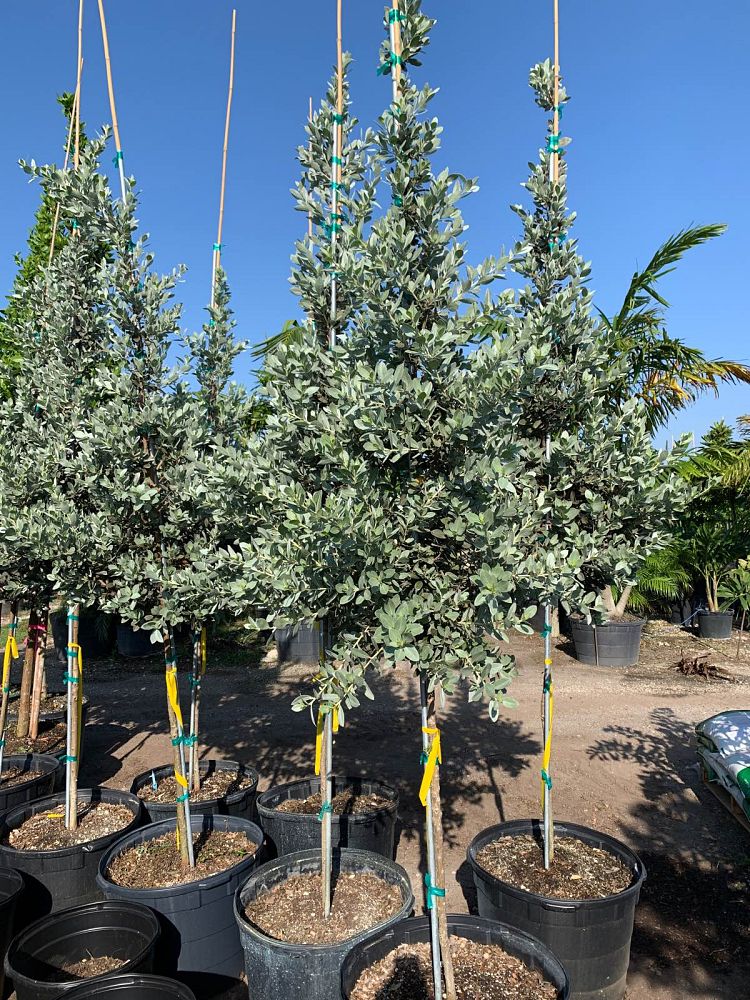 conocarpus-erectus-sericeus-silver-buttonwood