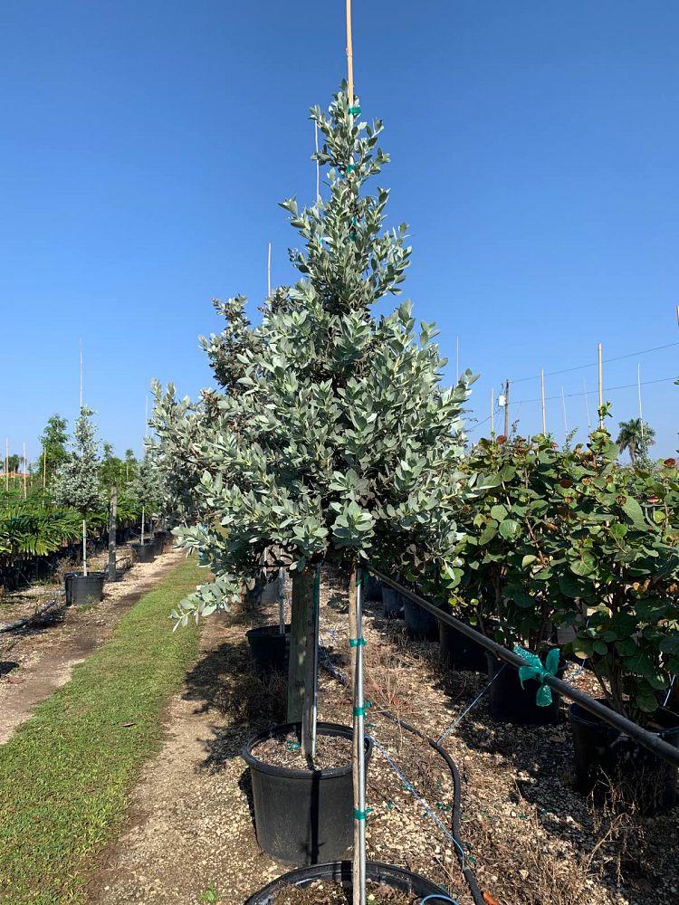 conocarpus-erectus-sericeus-silver-buttonwood