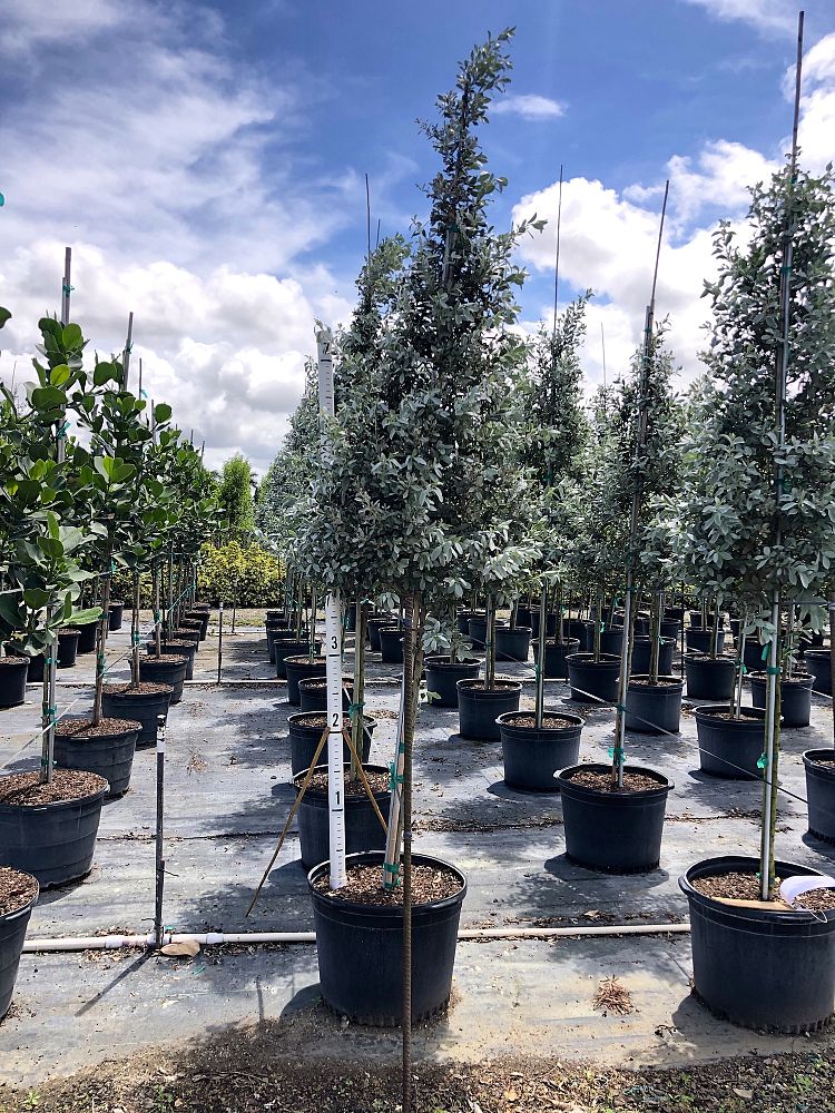 conocarpus-erectus-sericeus-silver-buttonwood