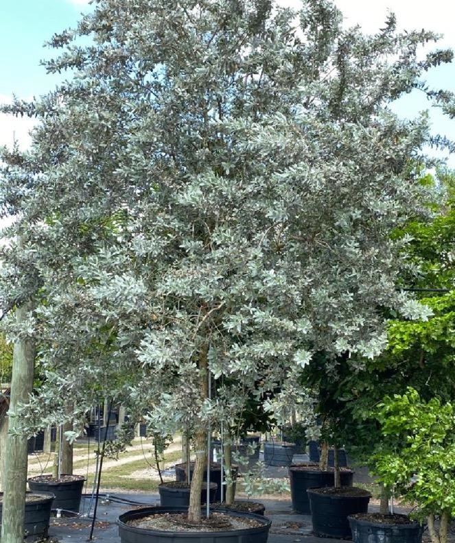 conocarpus-erectus-sericeus-silver-buttonwood