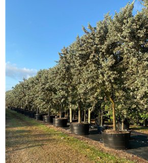 conocarpus-erectus-sericeus-silver-buttonwood