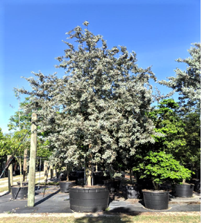 conocarpus-erectus-sericeus-silver-buttonwood