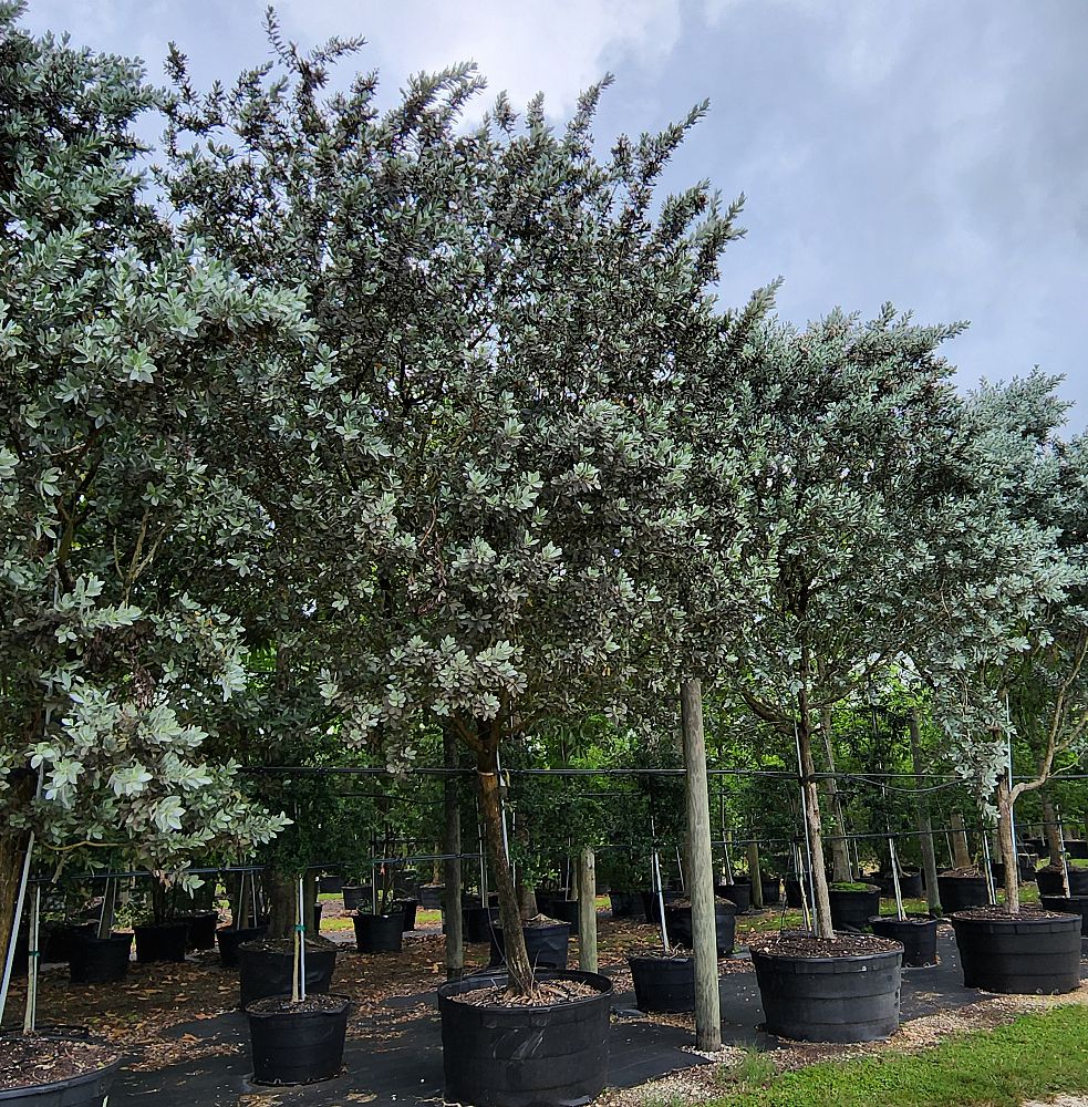 conocarpus-erectus-sericeus-silver-buttonwood