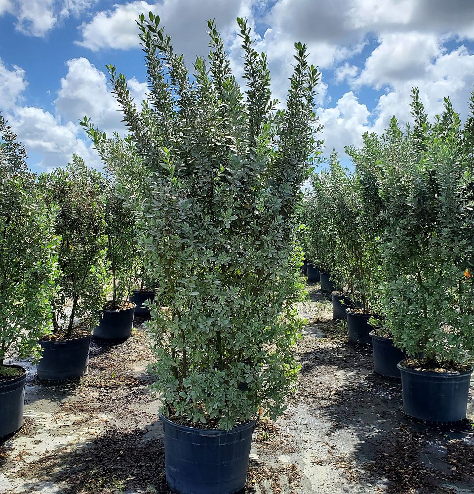 conocarpus-erectus-sericeus-silver-buttonwood