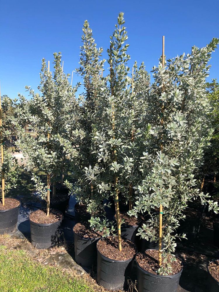 conocarpus-erectus-sericeus-silver-buttonwood