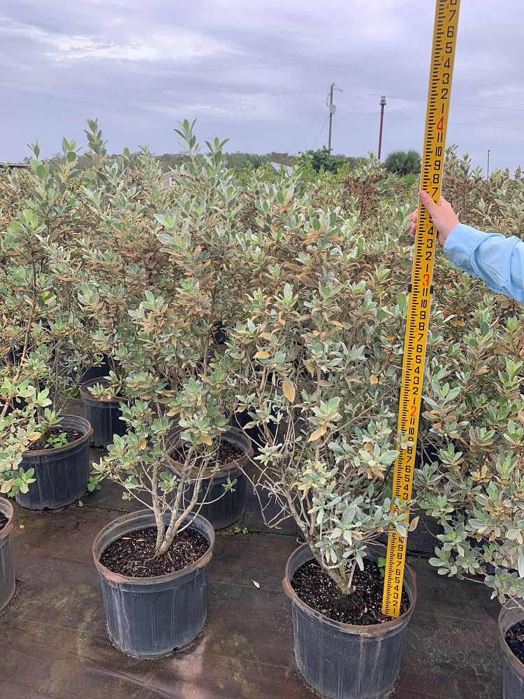 conocarpus-erectus-sericeus-silver-buttonwood