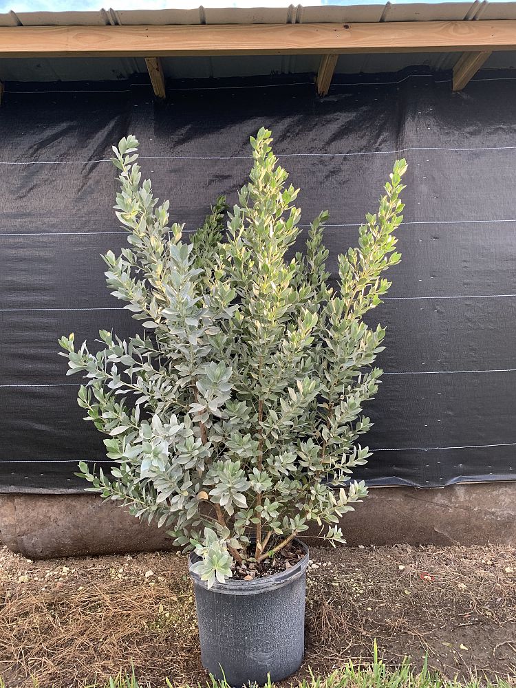 conocarpus-erectus-sericeus-silver-buttonwood
