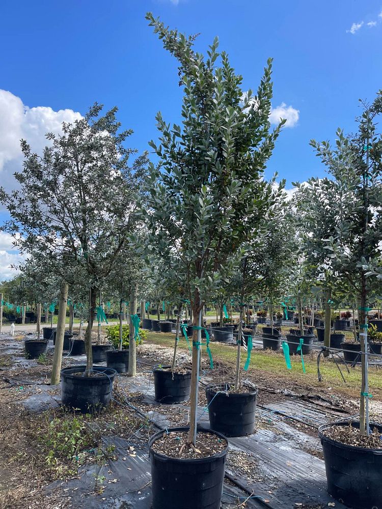 conocarpus-erectus-sericeus-silver-buttonwood
