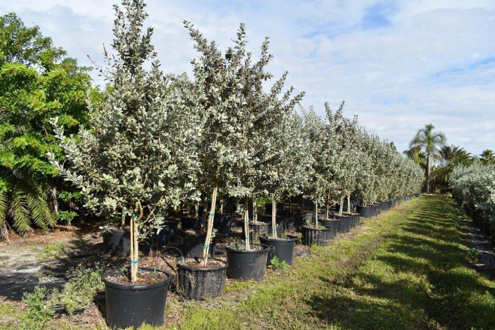 conocarpus-erectus-sericeus-silver-buttonwood