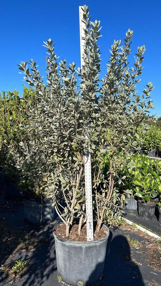 conocarpus-erectus-sericeus-silver-buttonwood