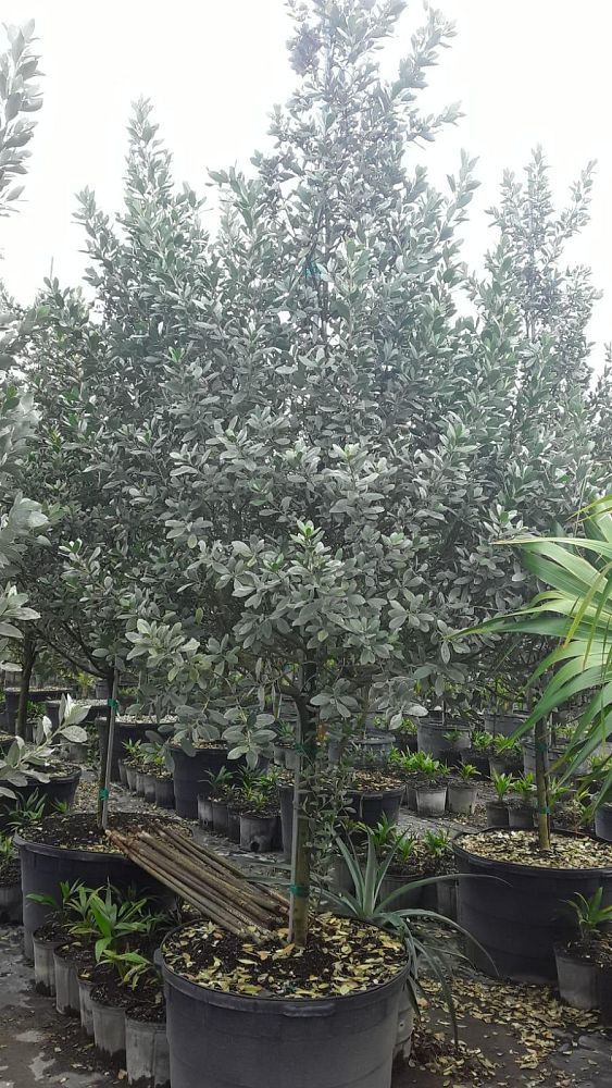 conocarpus-erectus-sericeus-silver-buttonwood
