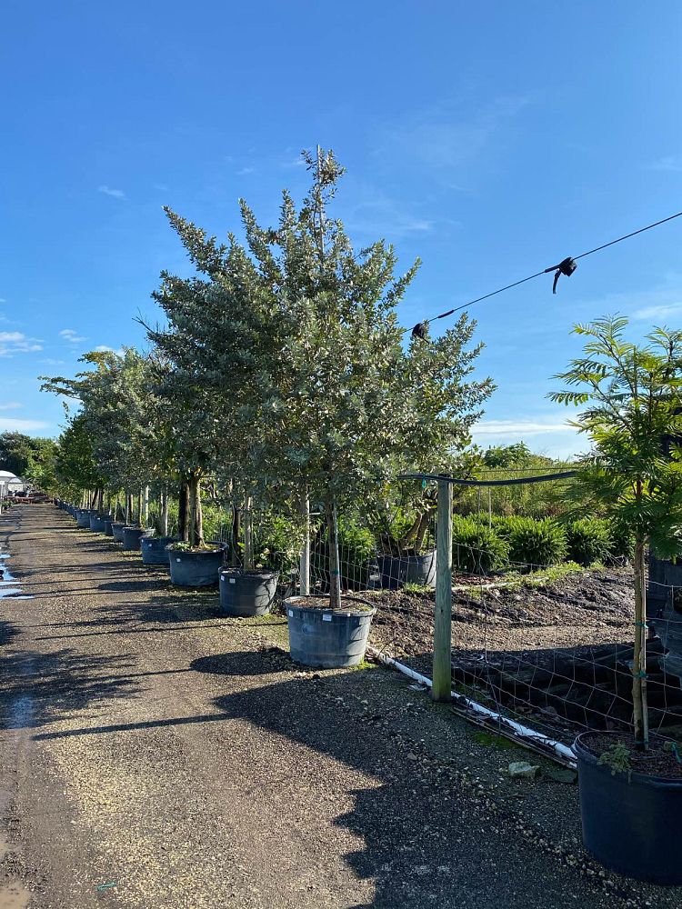 conocarpus-erectus-sericeus-silver-buttonwood