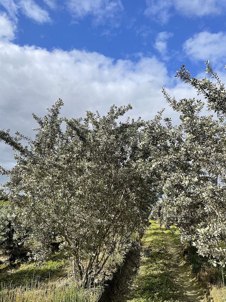 conocarpus-erectus-sericeus-silver-buttonwood