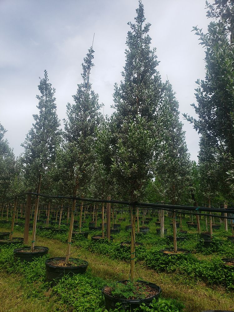 conocarpus-erectus-sericeus-silver-buttonwood