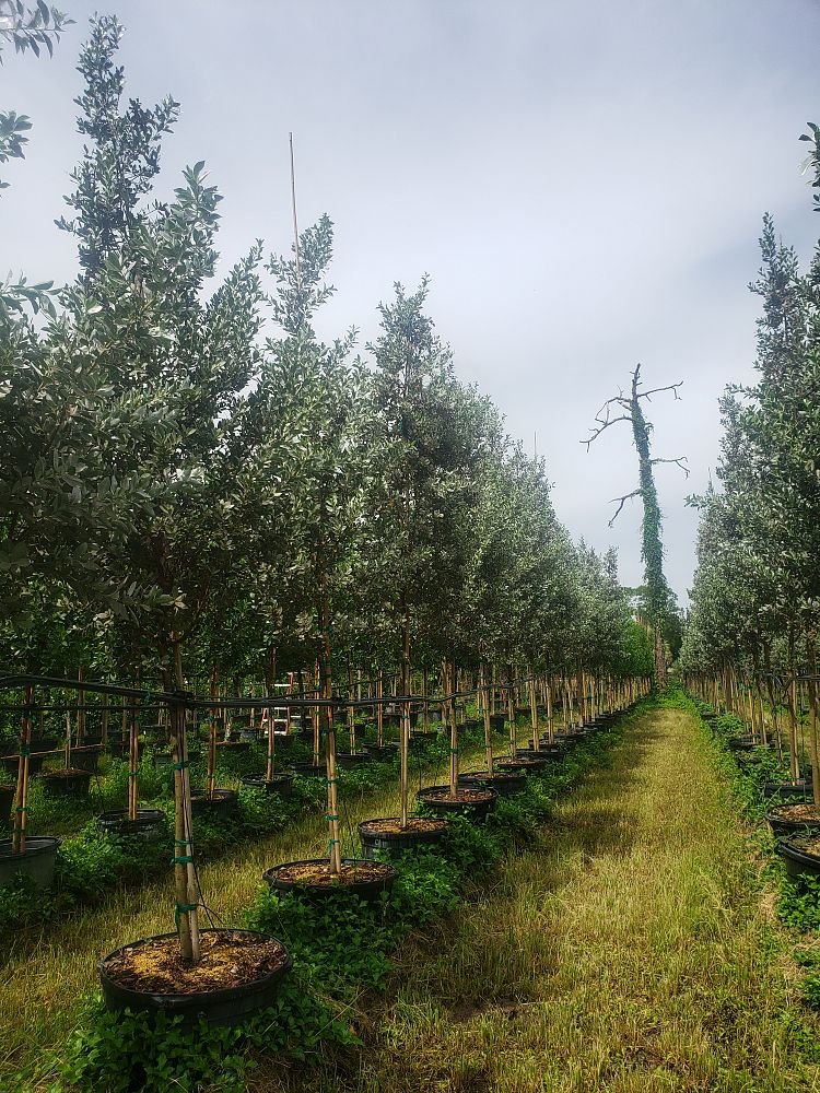 conocarpus-erectus-sericeus-silver-buttonwood