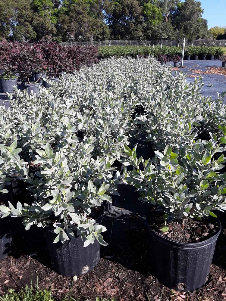conocarpus-erectus-sericeus-silver-buttonwood