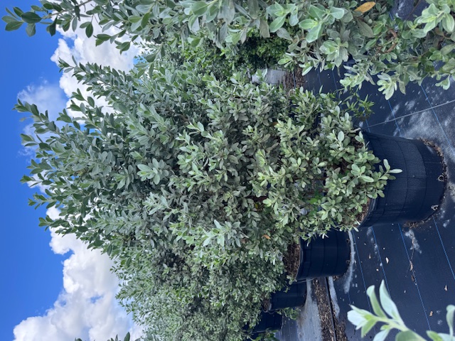 conocarpus-erectus-sericeus-silver-buttonwood