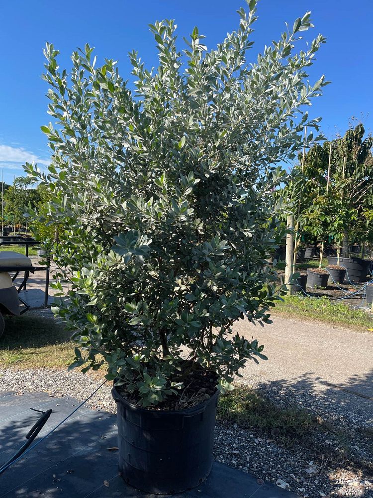 conocarpus-erectus-sericeus-silver-buttonwood