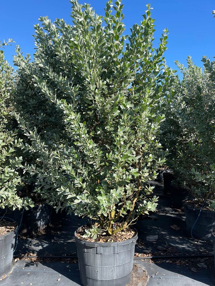 conocarpus-erectus-sericeus-silver-buttonwood
