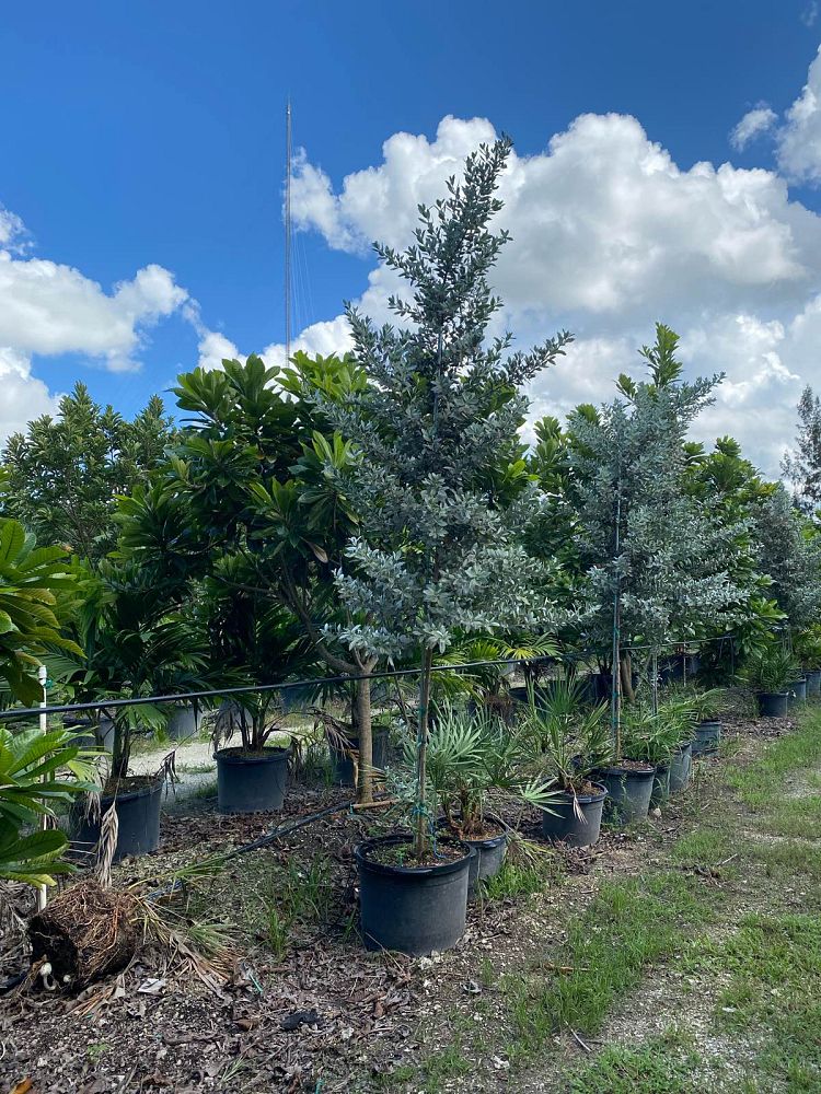conocarpus-erectus-sericeus-silver-buttonwood