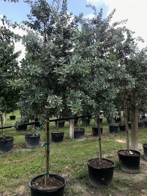 conocarpus-erectus-sericeus-silver-buttonwood