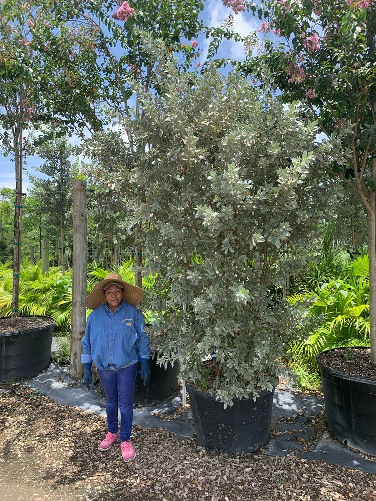 conocarpus-erectus-sericeus-silver-buttonwood