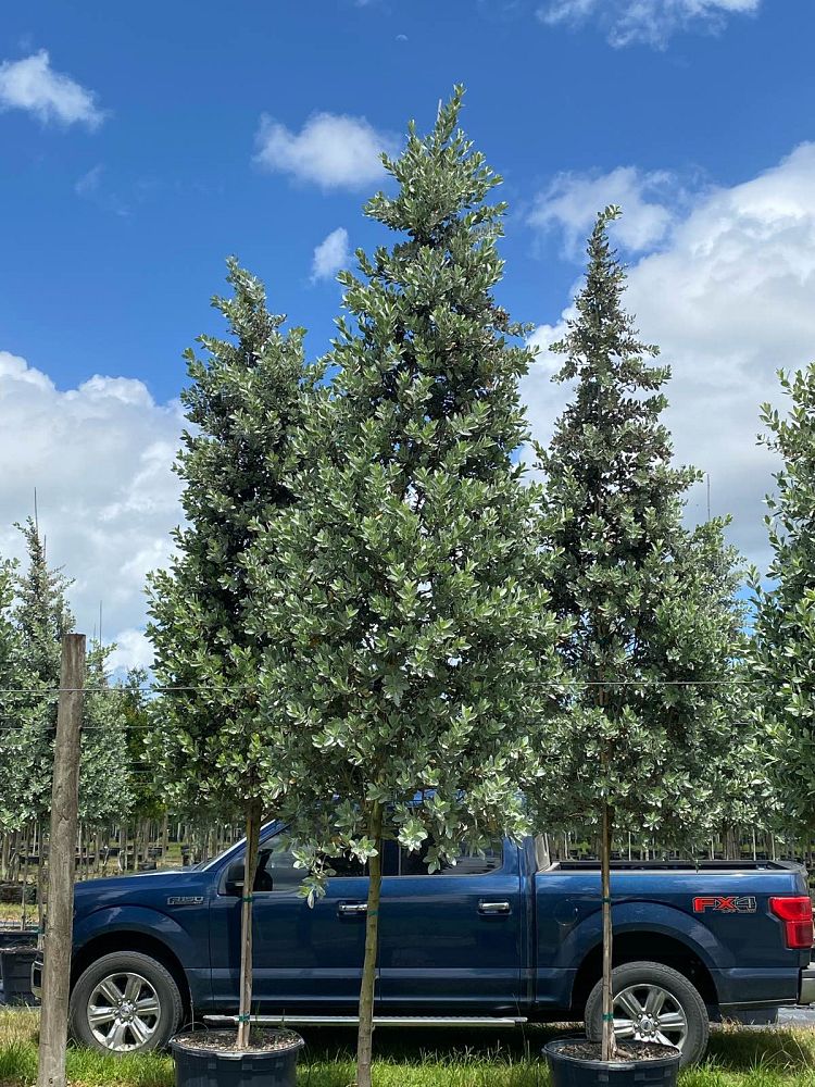 conocarpus-erectus-sericeus-silver-buttonwood