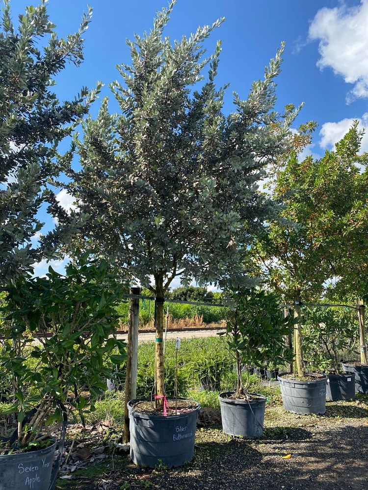 conocarpus-erectus-sericeus-silver-buttonwood