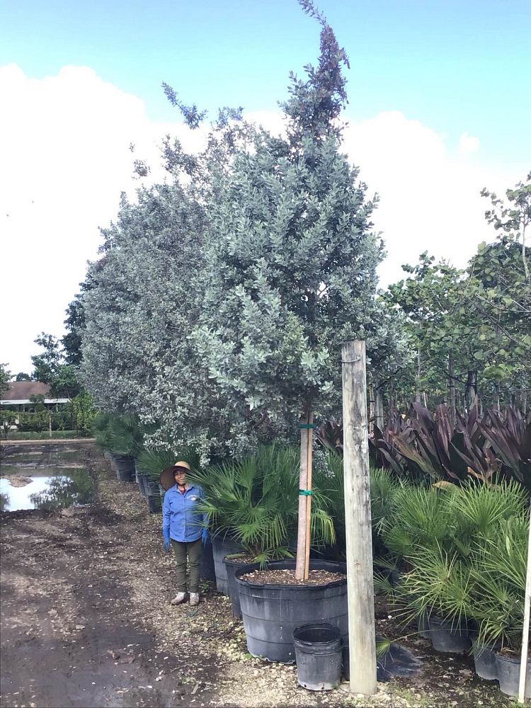 conocarpus-erectus-sericeus-silver-buttonwood