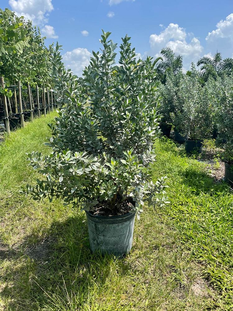 conocarpus-erectus-sericeus-silver-buttonwood