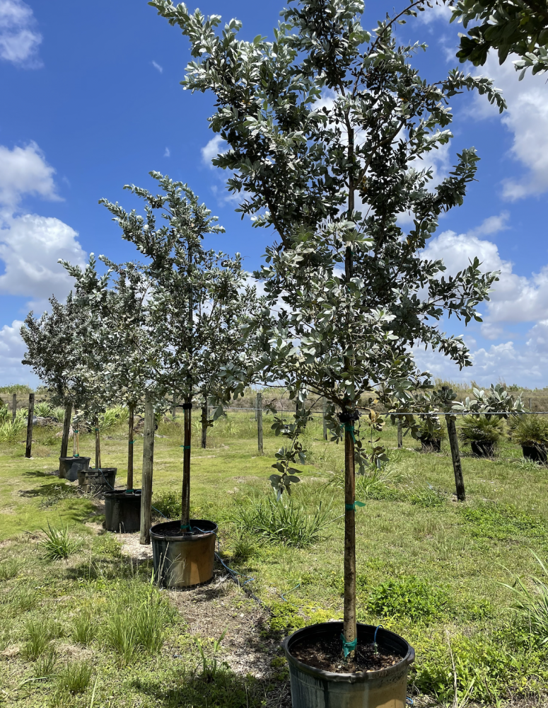 conocarpus-erectus-sericeus-silver-buttonwood